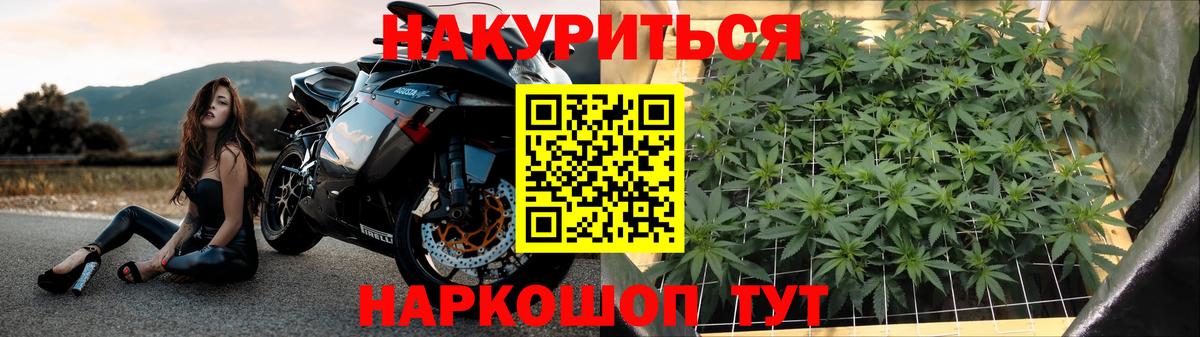Каннабис планчик  Бошки Шишки Ganja  Карабулак  Каннабис семена 